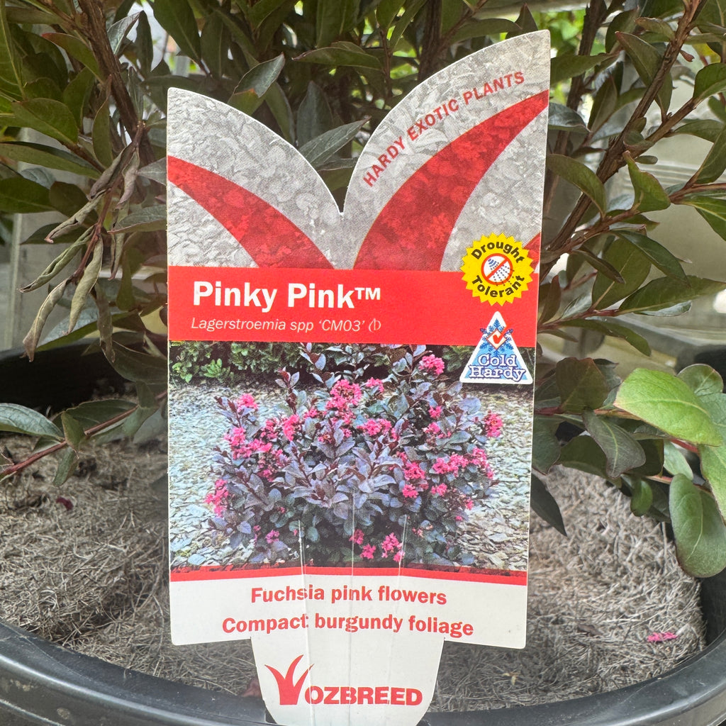Lagerstroemia Pinky Pink - 25cm Pot
