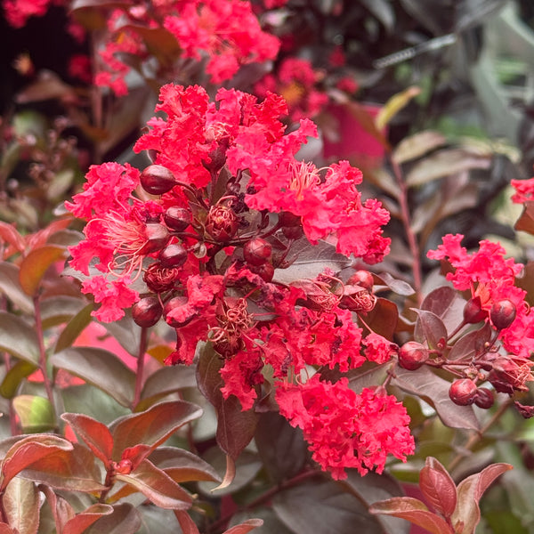Lagerstroemia Plum Magic - 20cm Pot