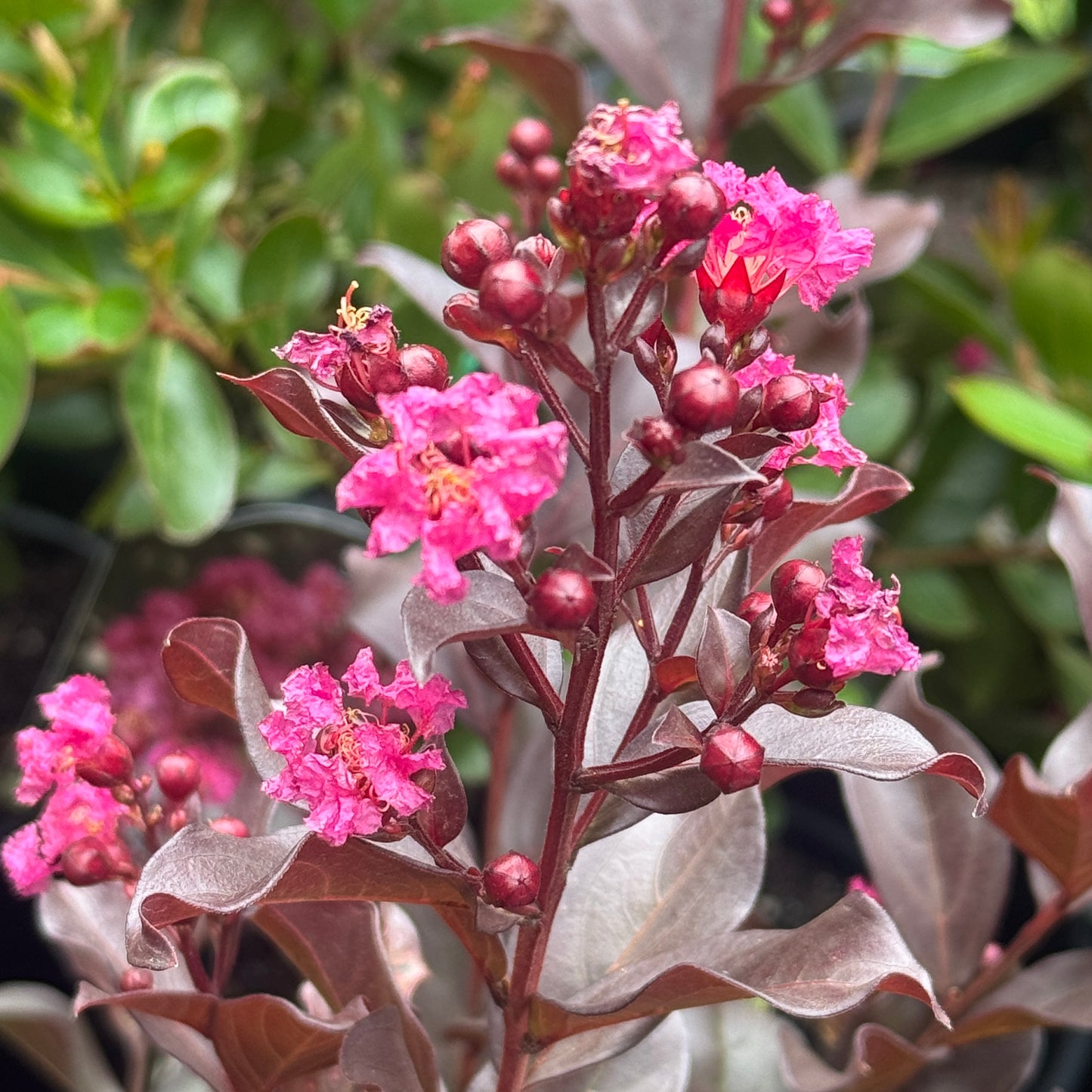 Lagerstroemia Purple Magic - 20cm Pot