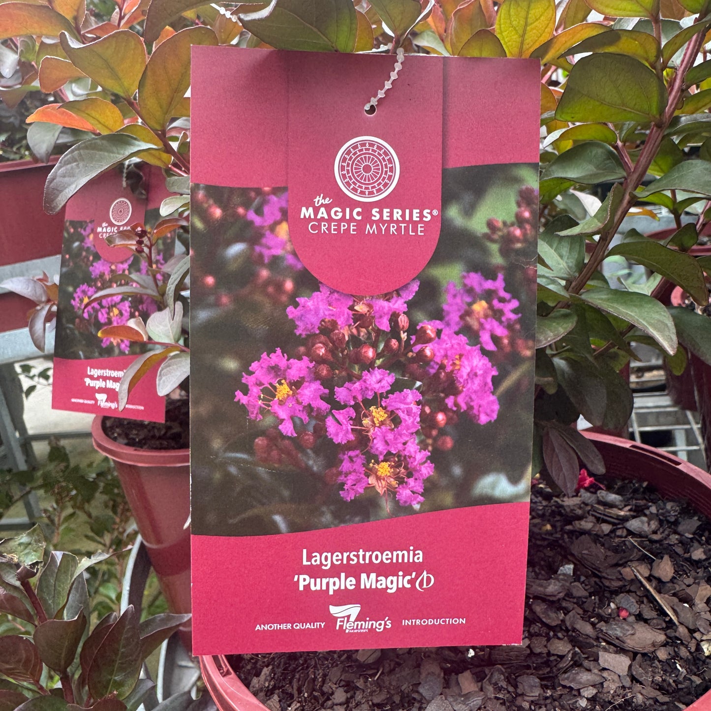 Lagerstroemia Purple Magic - 20cm Pot