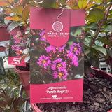 Lagerstroemia Purple Magic - 20cm Pot