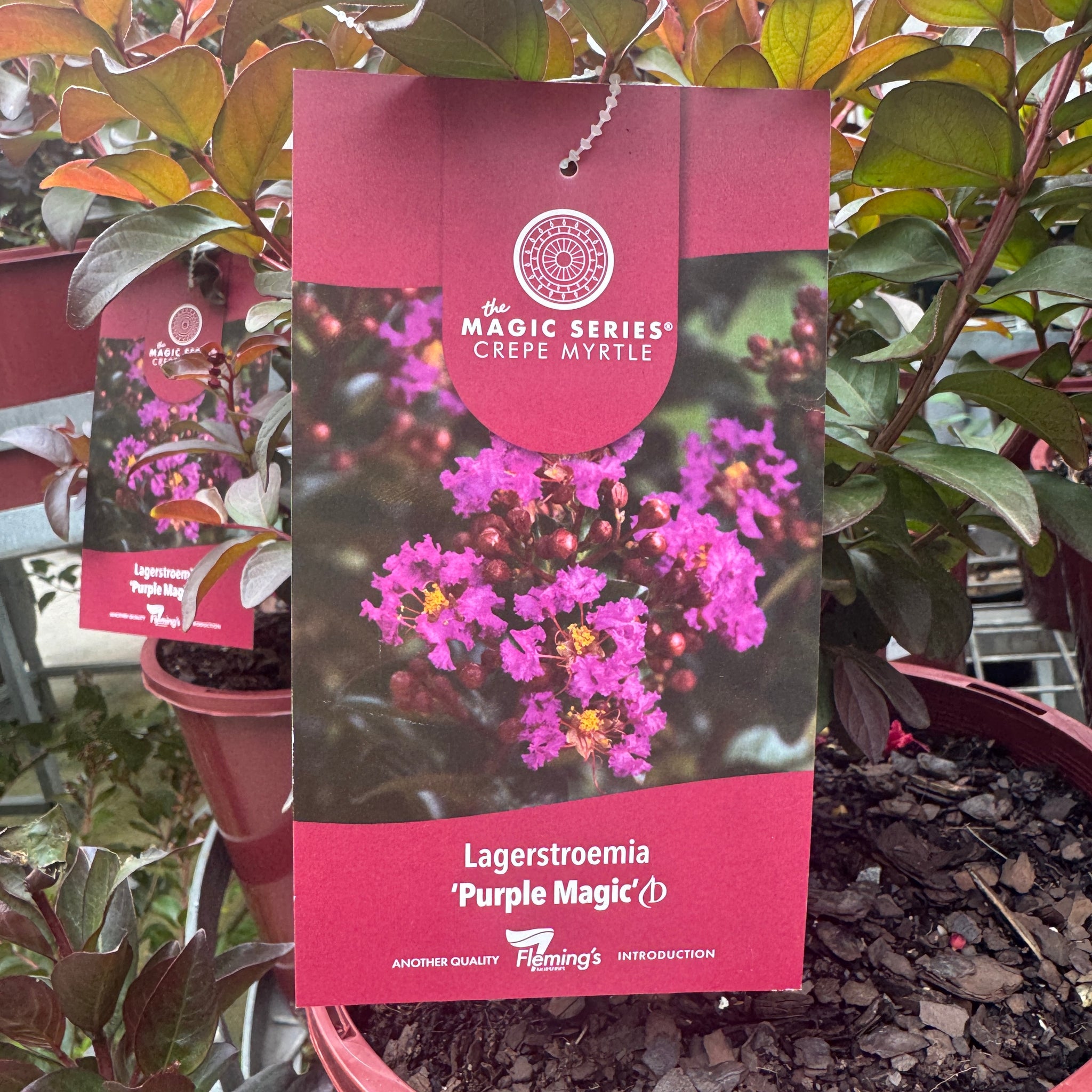 Lagerstroemia Purple Magic - 20cm Pot