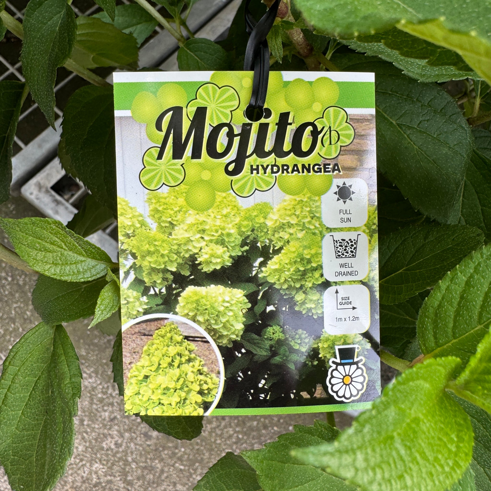 Hydrangea Paniculata Mojito - 20cm Pot