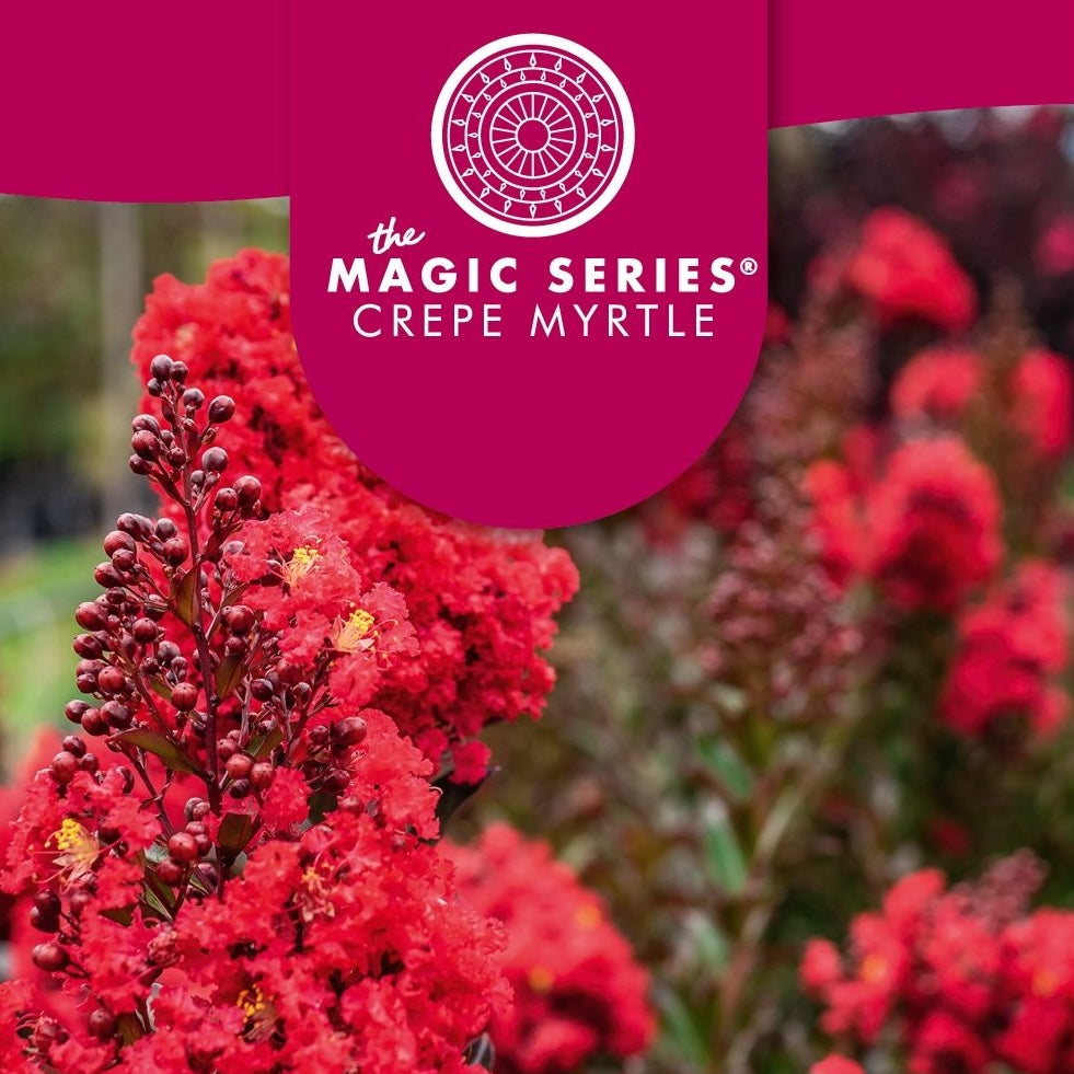 Lagerstroemia Red Magic - 20cm Pot