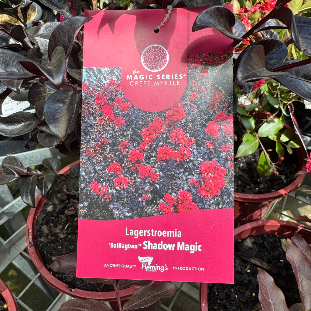Lagerstroemia Shadow Magic - 20cm Pot