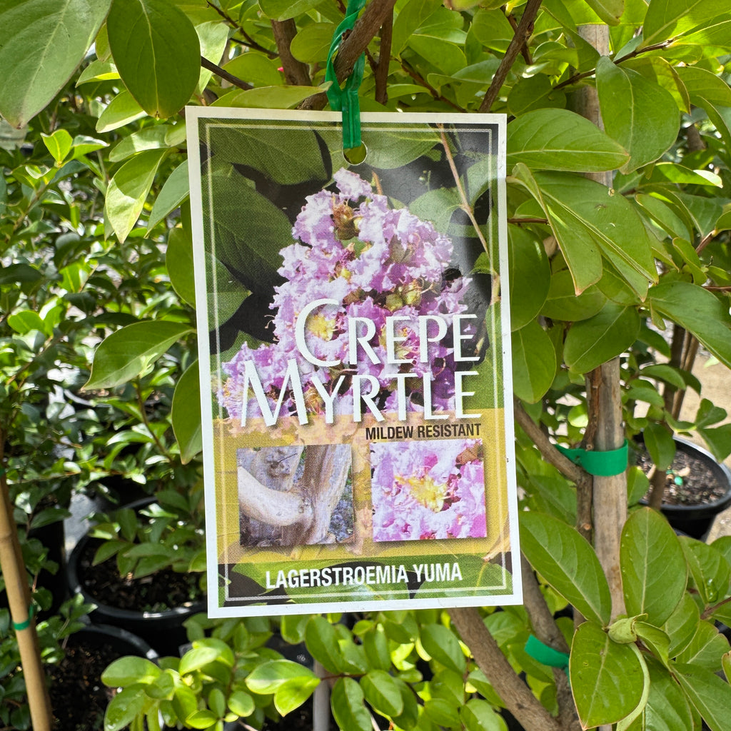 Lagerstroemia Yuma - 30cm Pot