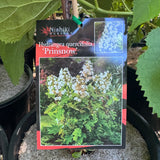 Hydrangea Quercifolia Prinsnow Snow Queen - 20cm Pot