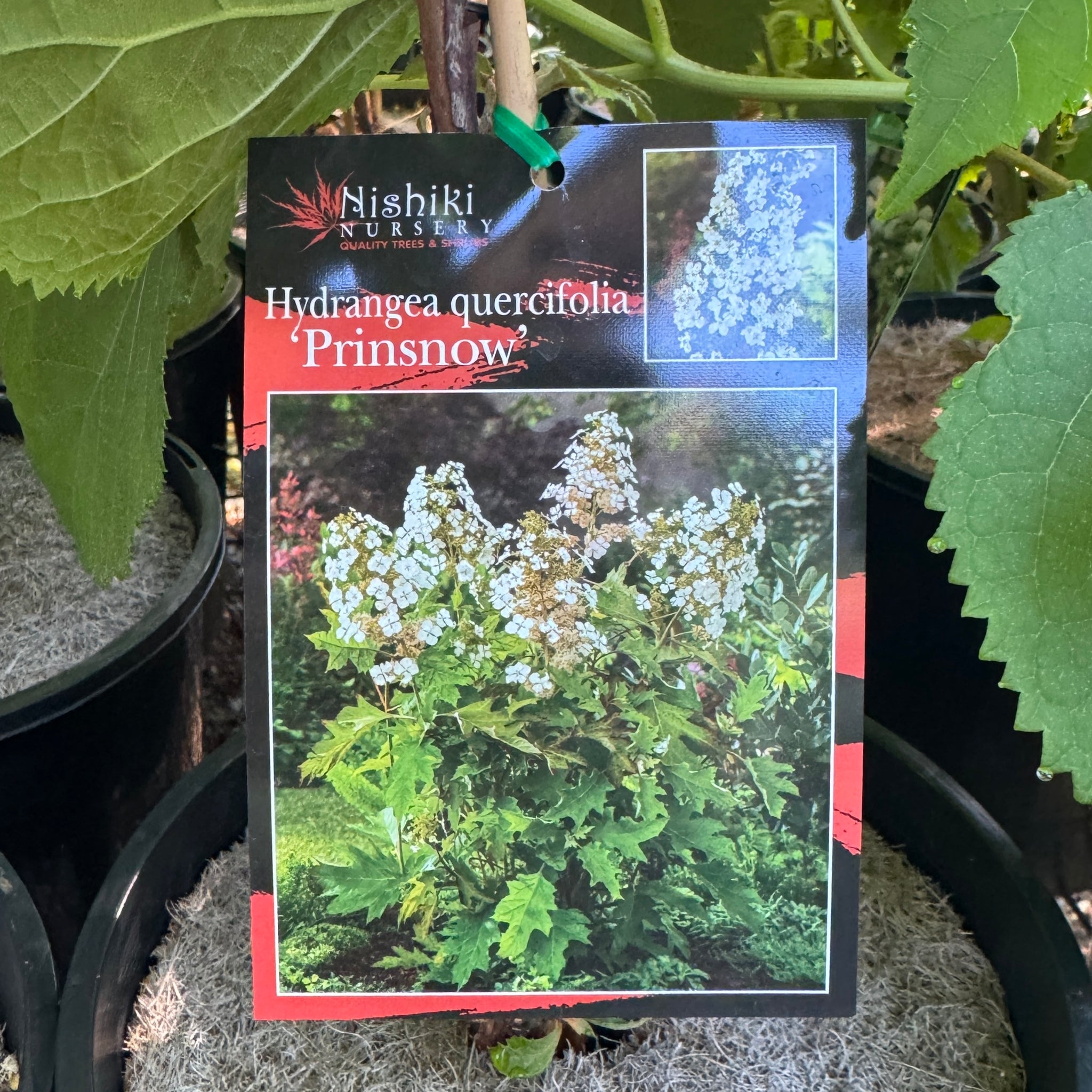 Hydrangea Quercifolia Prinsnow Snow Queen - 20cm Pot