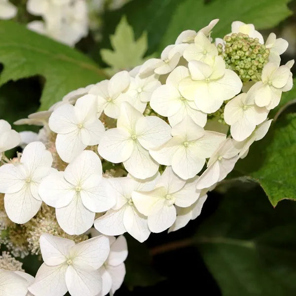 Hydrangea Quercifolia Prinsnow Snow Queen - 20cm Pot