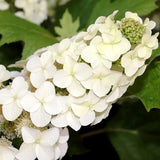 Hydrangea Quercifolia Prinsnow Snow Queen - 20cm Pot