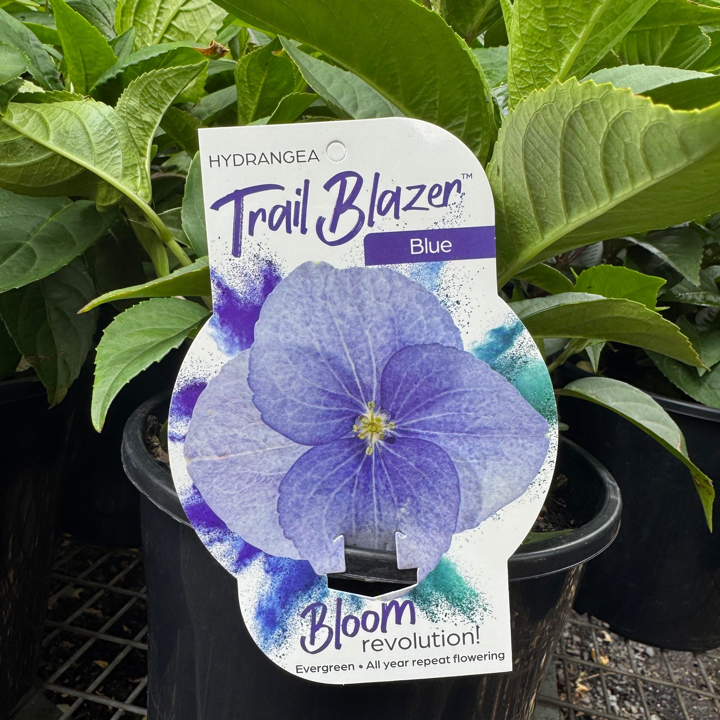 Hydrangea Trail Blazer Blue - 20cm Pot