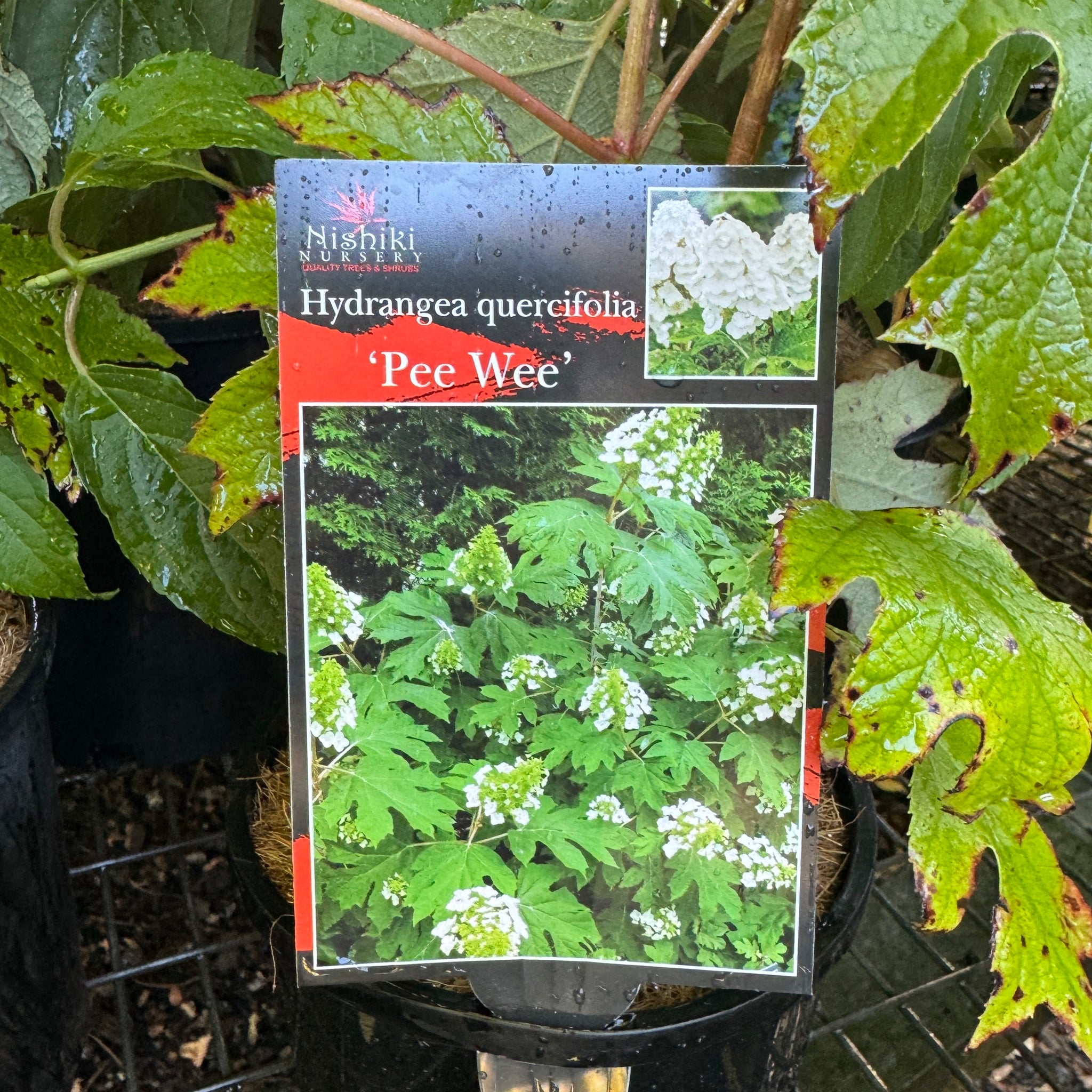 Hydrangea Pee Wee - 14cm Pot