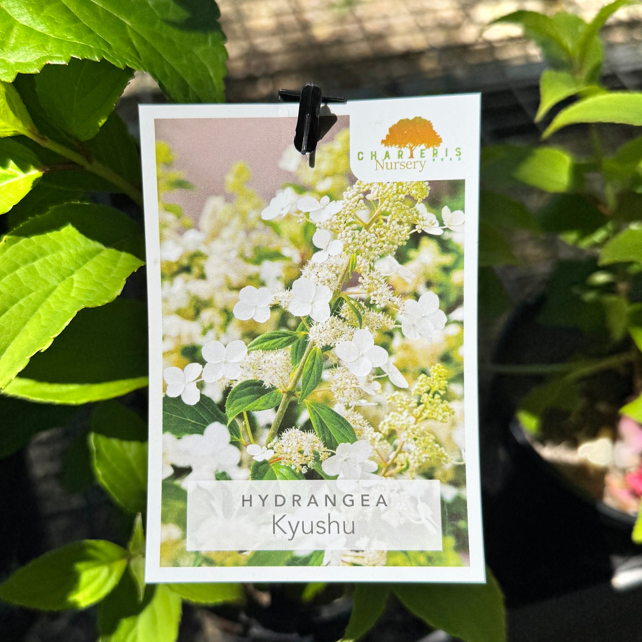 Hydrangea Paniculata Kyushu - 20cm Pot