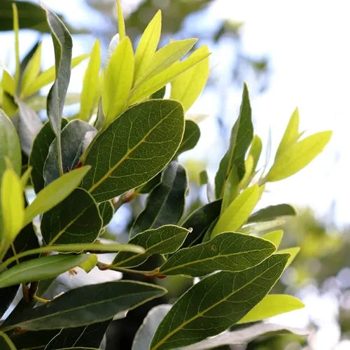 Laurus Miles Choice - 40cm Pot
