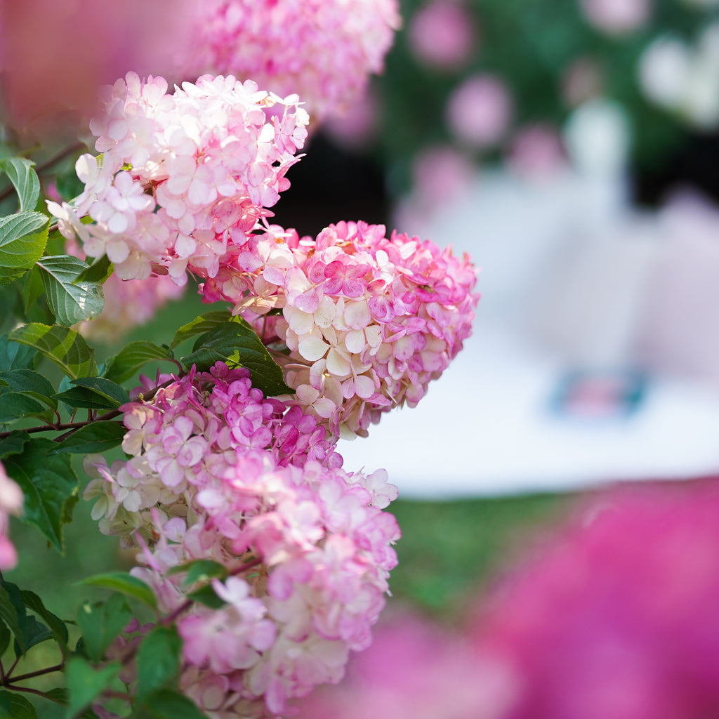 Hydrangea Sundae Fraise - 25cm Pot