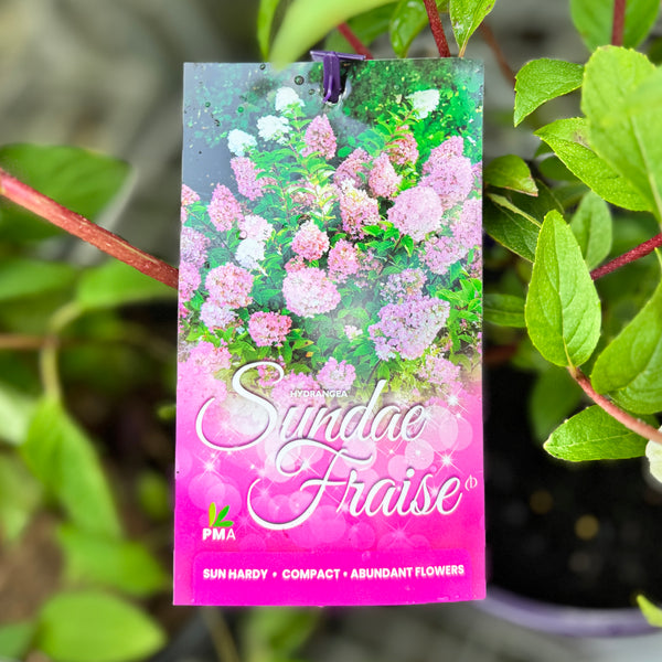 Hydrangea Sundae Fraise - 25cm Pot