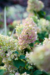 Hydrangea Sundae Fraise - 25cm Pot