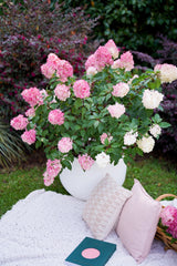 Hydrangea Sundae Fraise - 25cm Pot