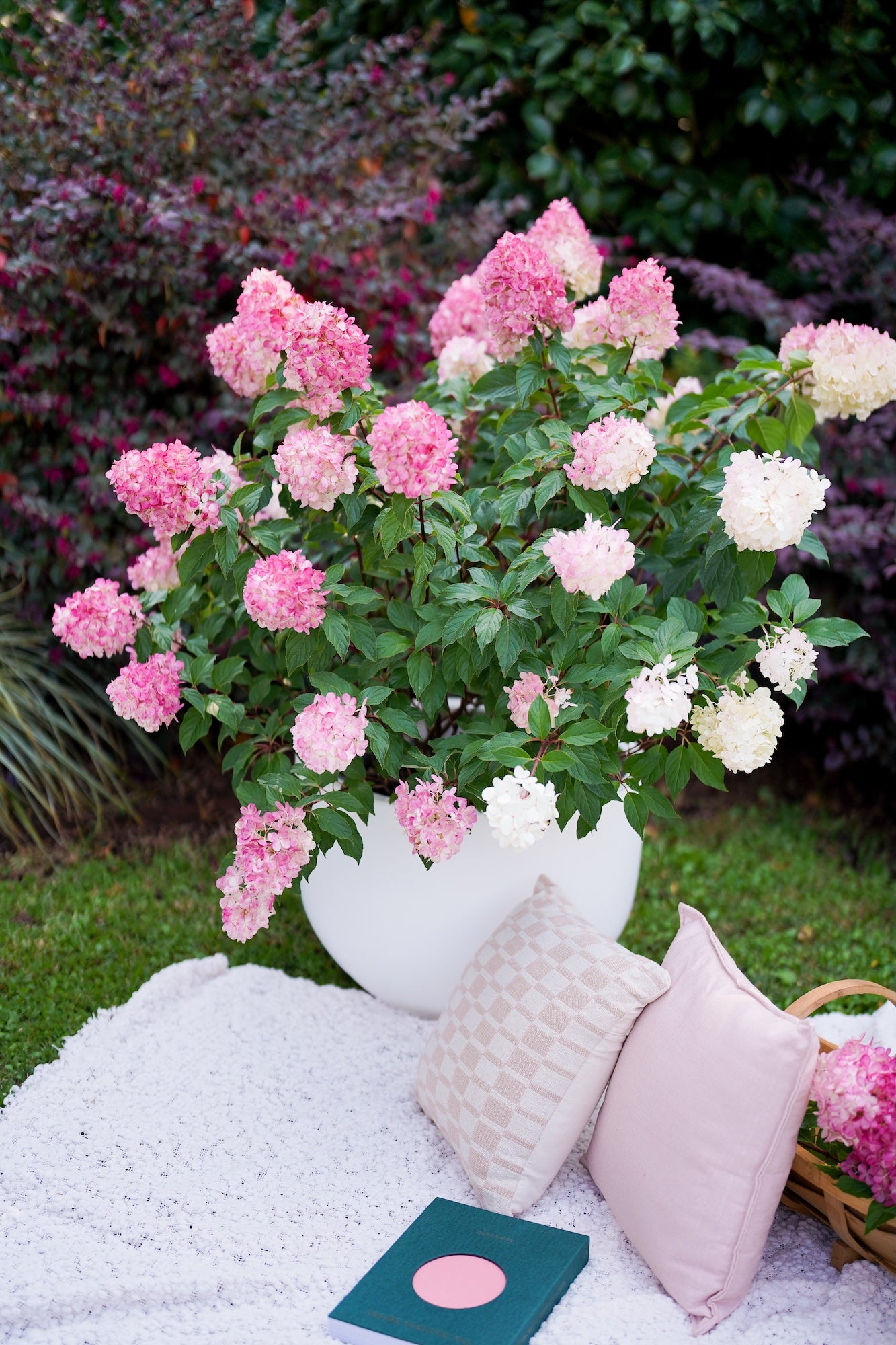 Hydrangea Sundae Fraise - 25cm Pot
