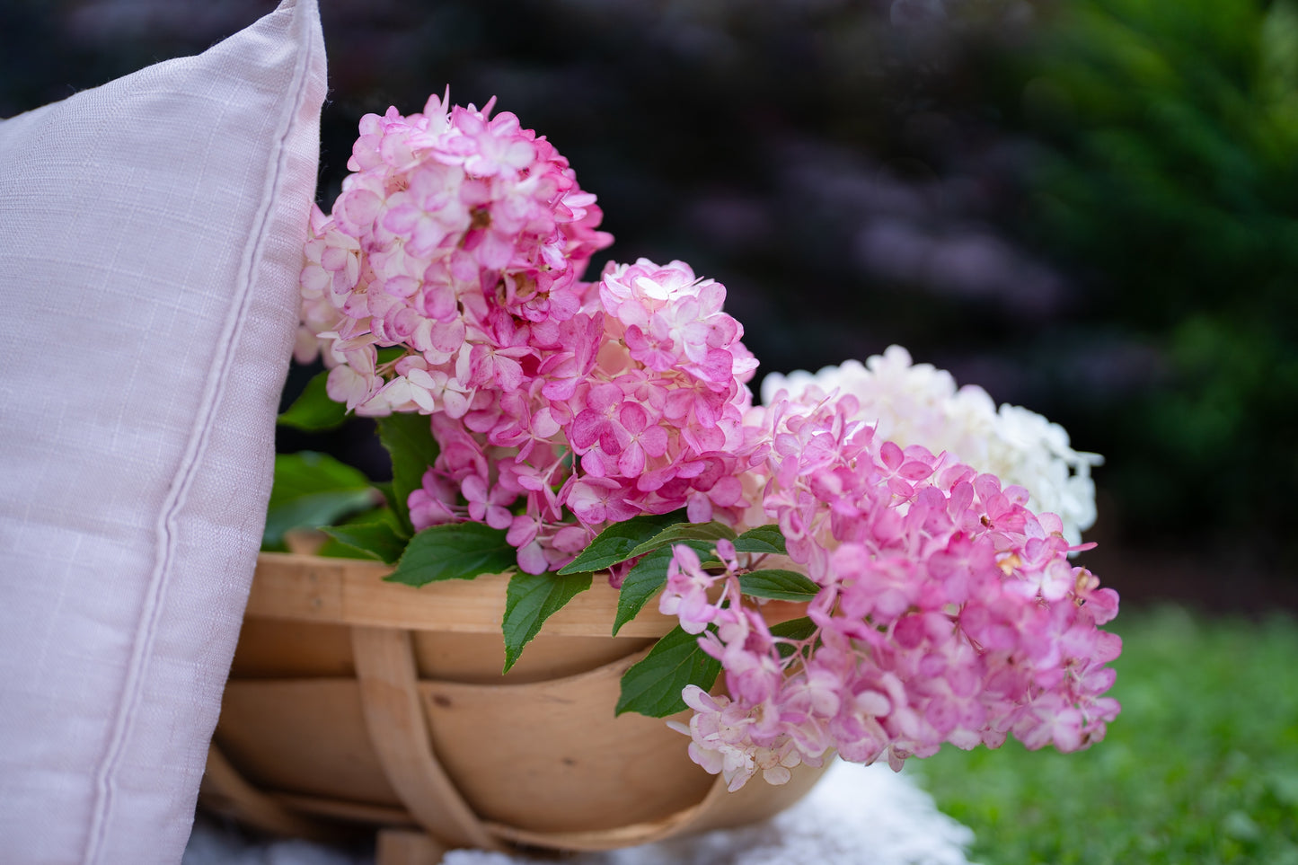 Hydrangea Sundae Fraise - 25cm Pot