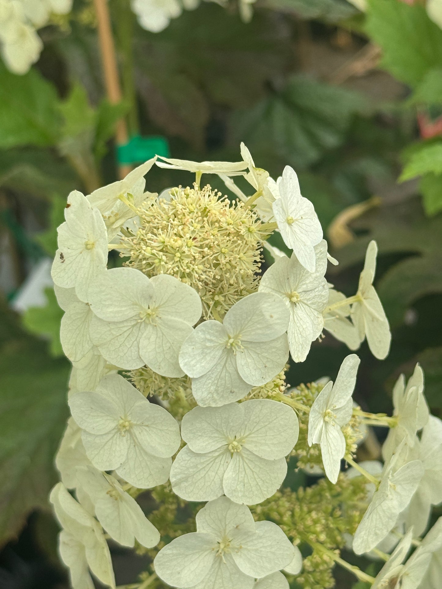 Hydrangea Quercifolia Prinsnow Snow Queen - 20cm Pot