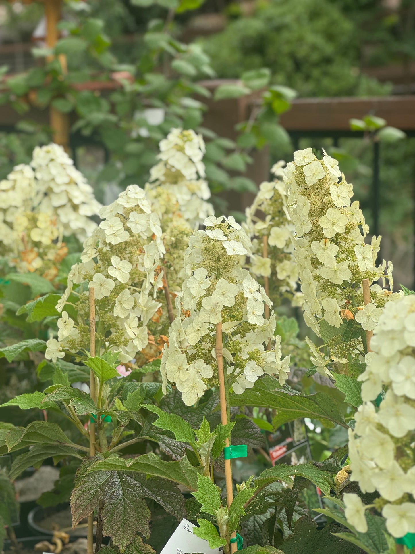 Hydrangea Quercifolia Prinsnow Snow Queen - 20cm Pot