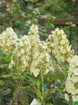 Hydrangea Quercifolia Prinsnow Snow Queen - 20cm Pot