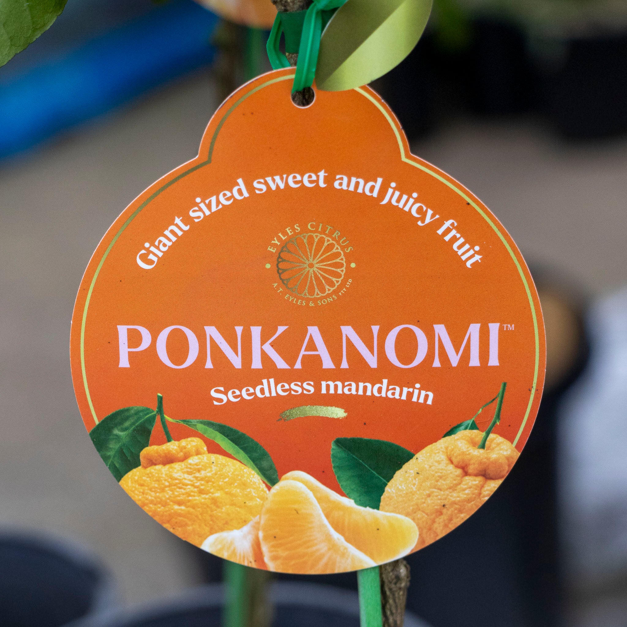 Mandarin Ponkanomi - 30cm Pot