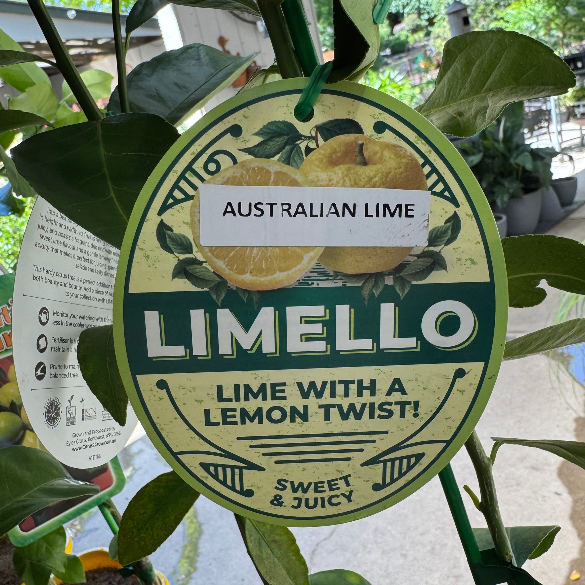 Lime Limello Australia Lime - 16.5cm Pot
