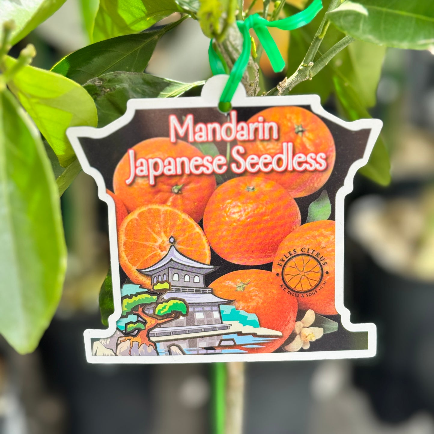 Mandarin Japanese Seedless - 20cm Pot