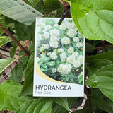 Hydrangea Grandiflora Pee Gee - 20cm Pot
