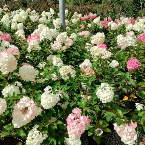 Hydrangea Grandiflora Pee Gee - 20cm Pot