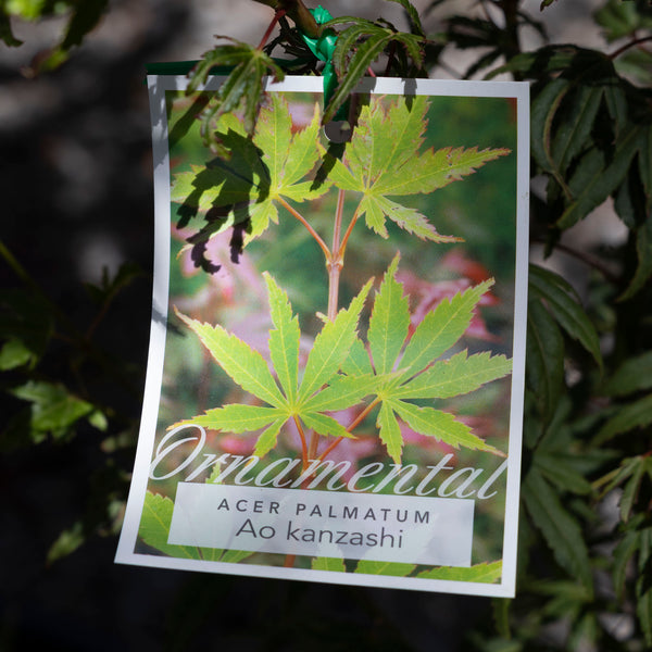 Acer Ao Kanzashi - 33cm Pot