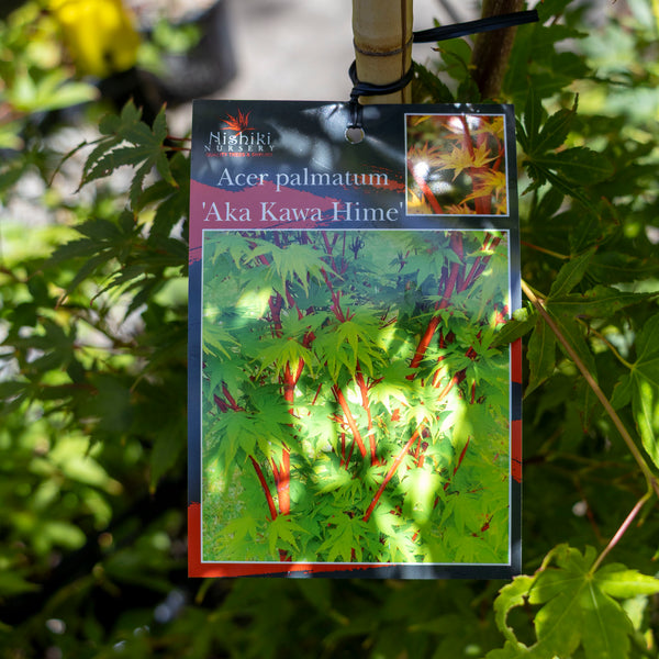 Acer Aka Kawa Hime - 40cm Pot