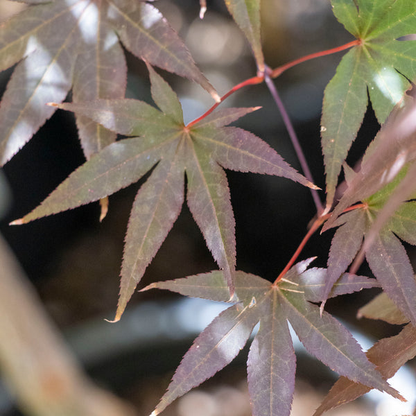 Acer Emperor 1 - 33cm Pot