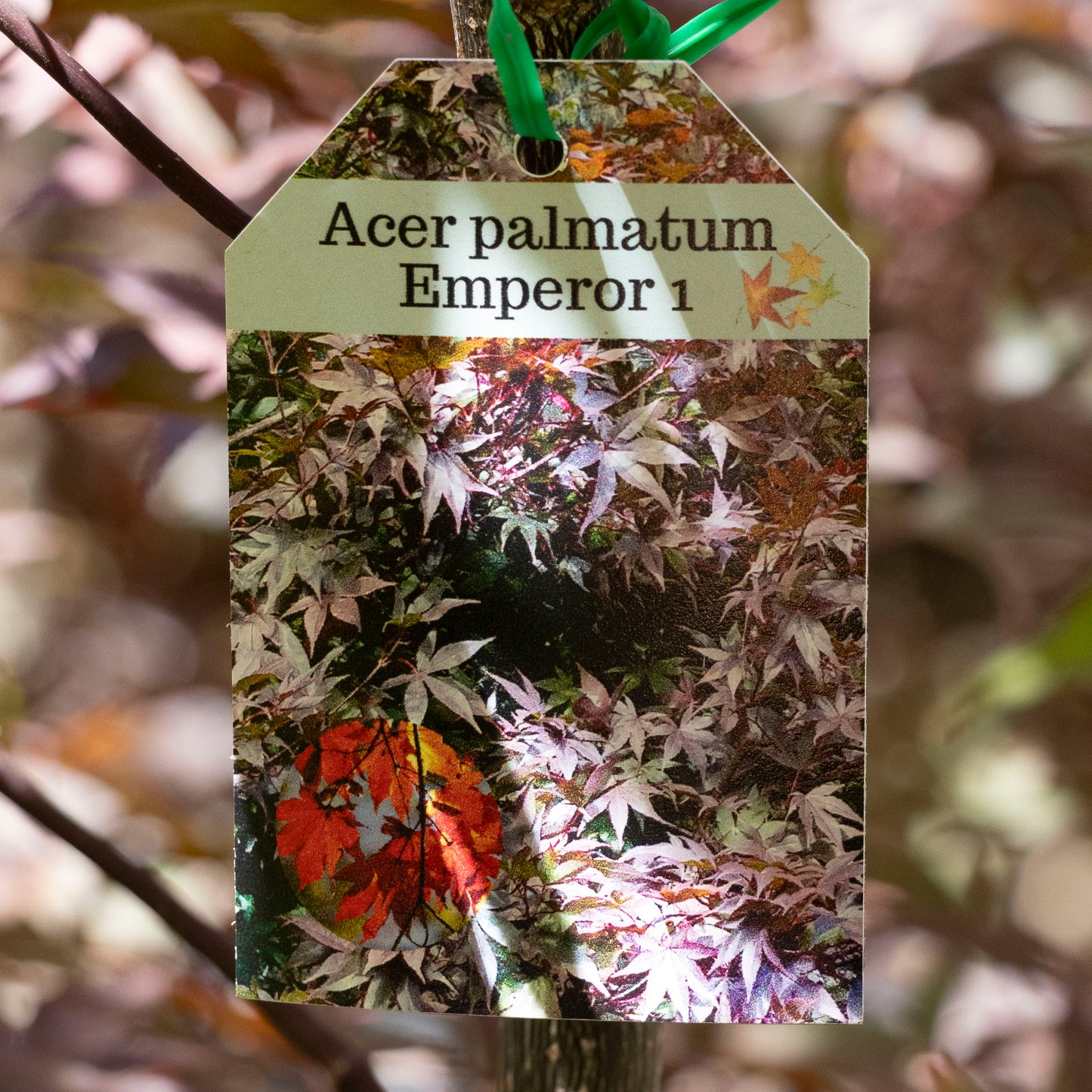 Acer Emperor 1 - 33cm Pot
