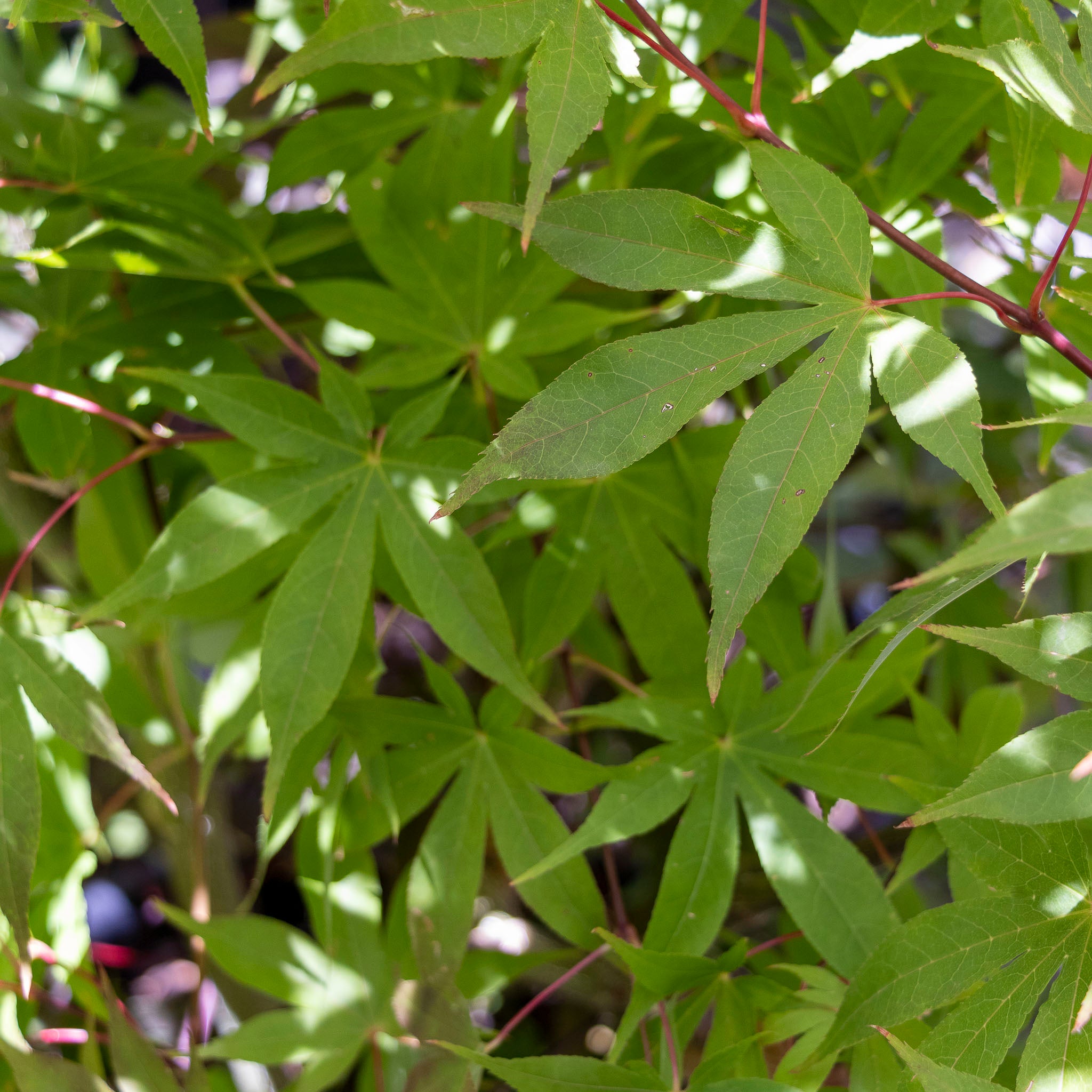 Acer Palmatum Osakazuki Size 2