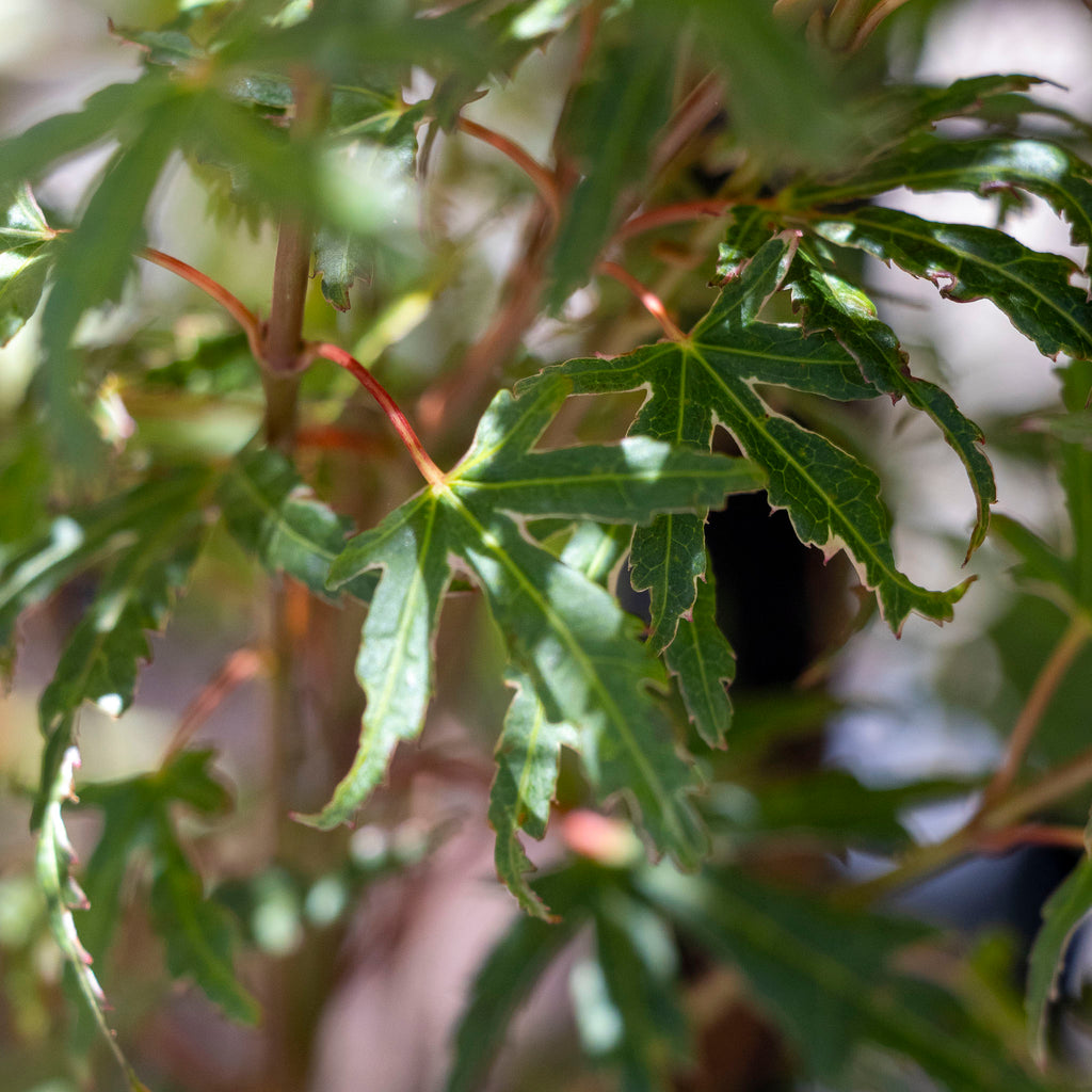 Acer Matsugae - 25cm Pot