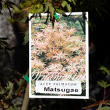 Acer Matsugae - 25cm Pot