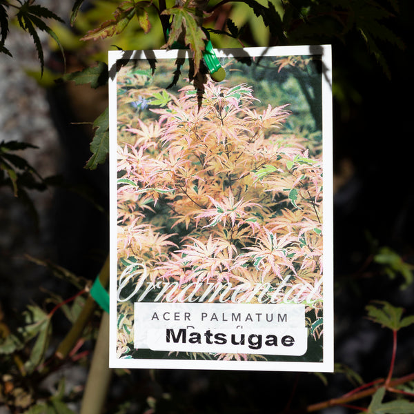 Acer Matsugae - 25cm Pot
