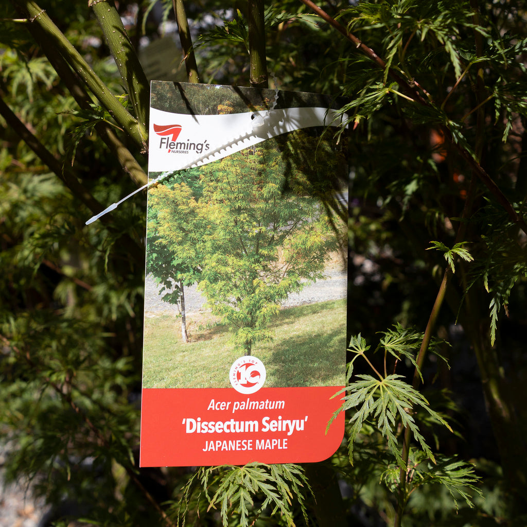 Acer Seiryu - 30cm Pot