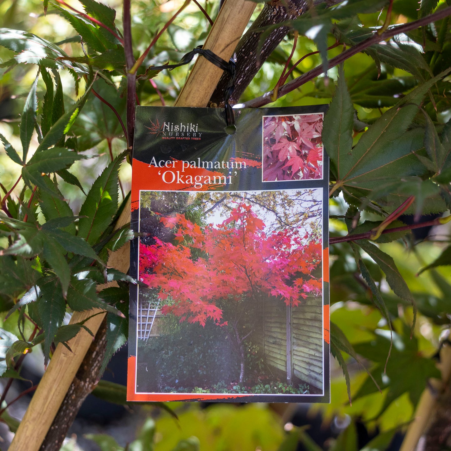Acer Okagami - 33cm Pot