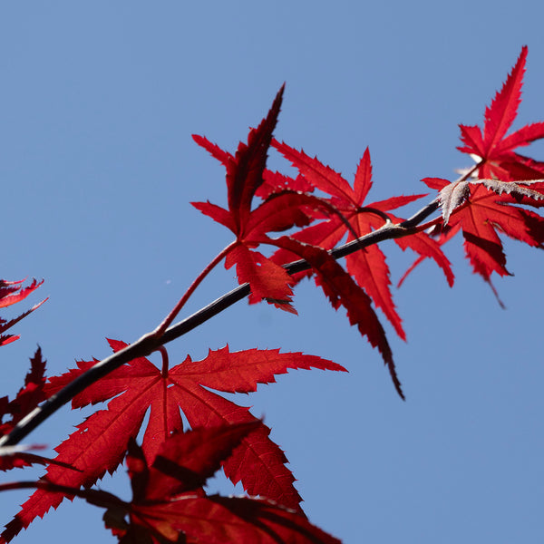 Acer Okagami - 33cm Pot