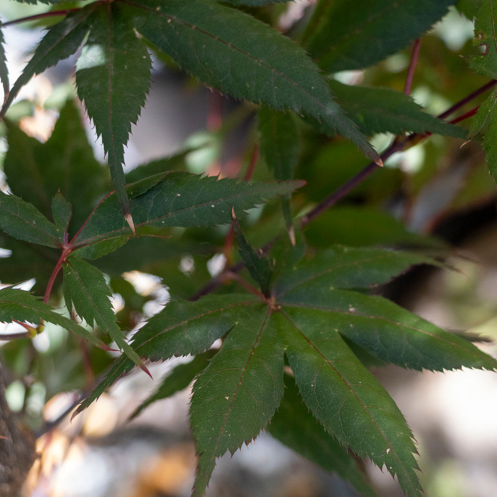 Acer Emerald Sunset - 33cm Pot