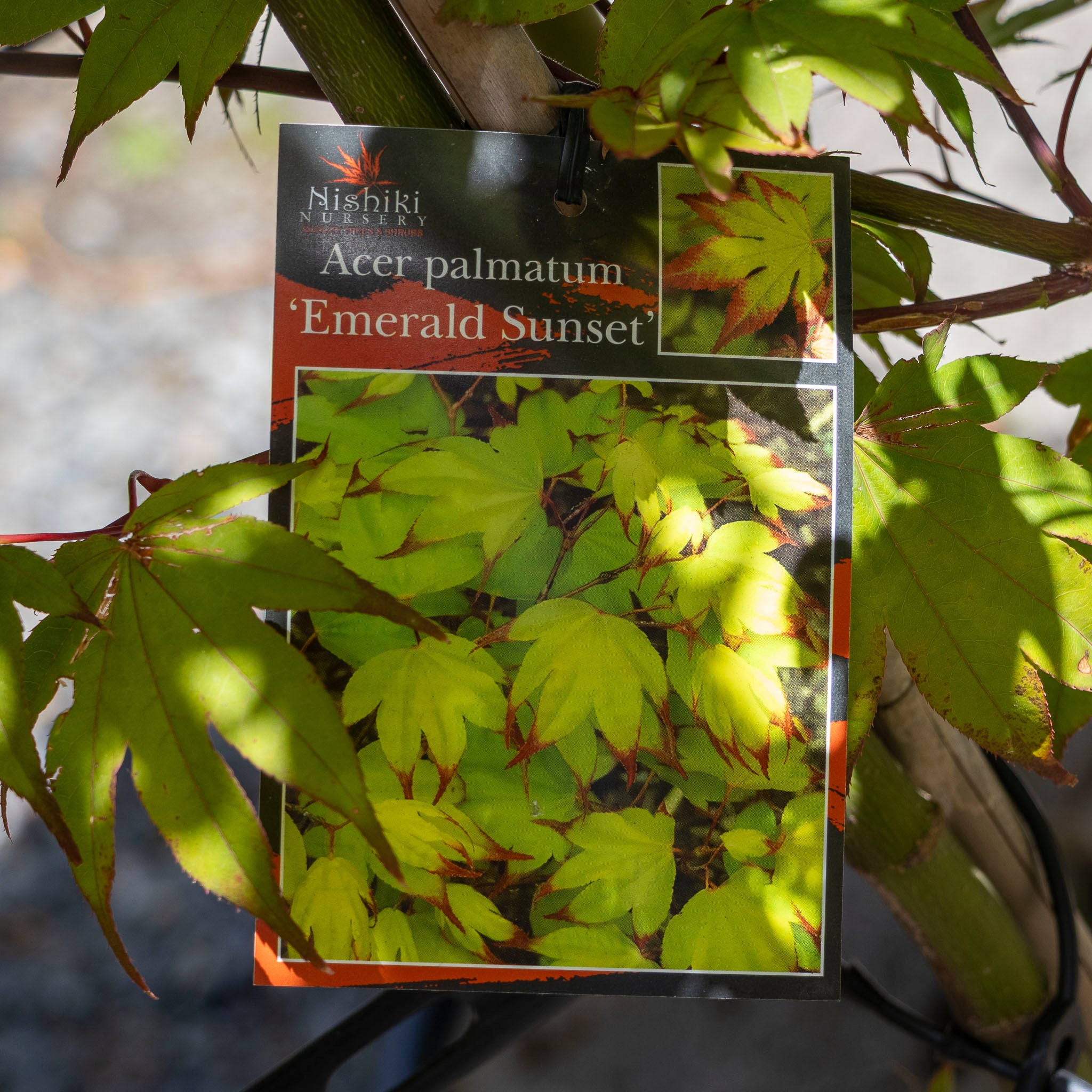 Acer Emerald Sunset - 33cm Pot