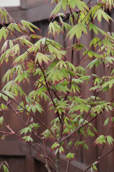 Acer Emerald Sunset - 33cm Pot