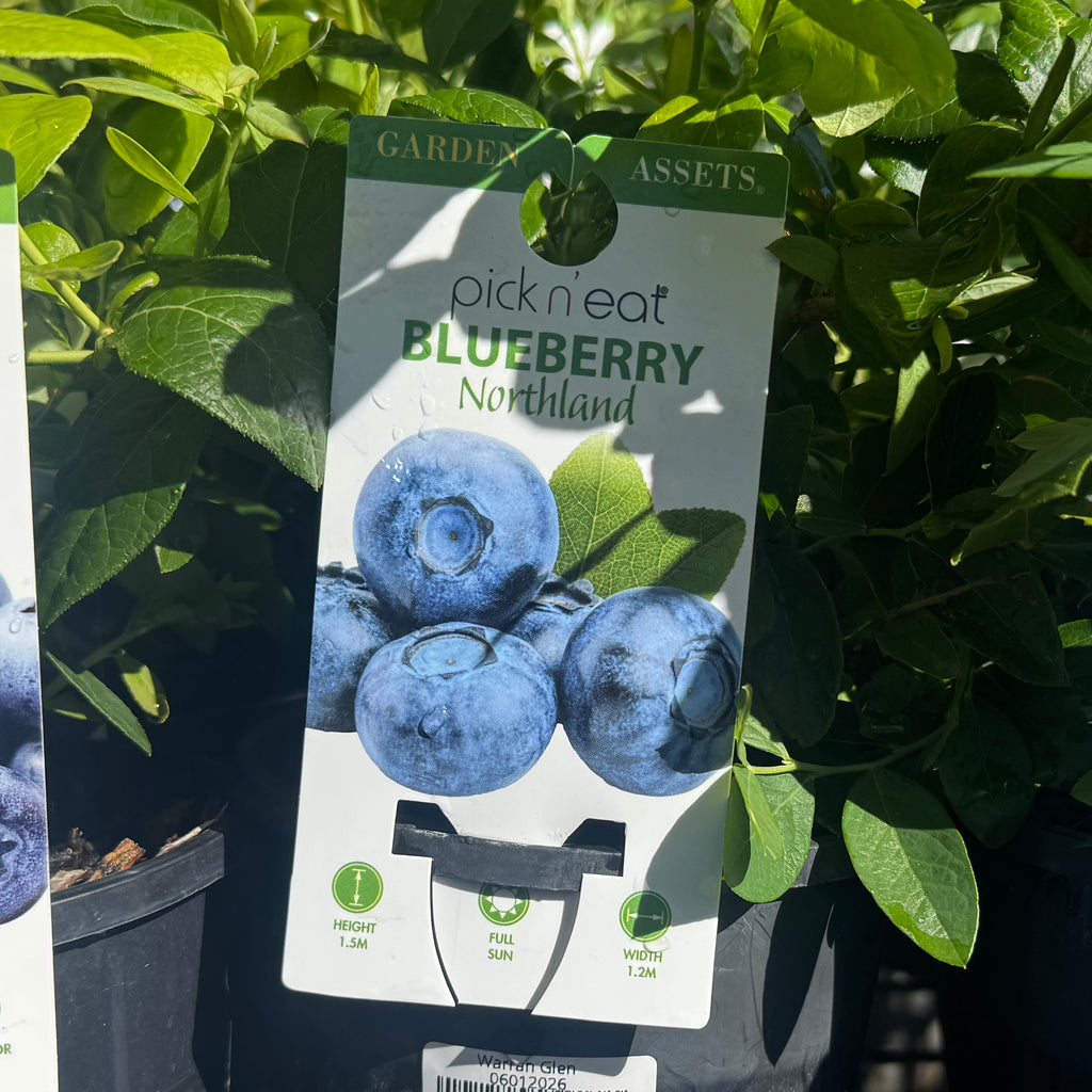 Blueberry Northland - 14cm Pot