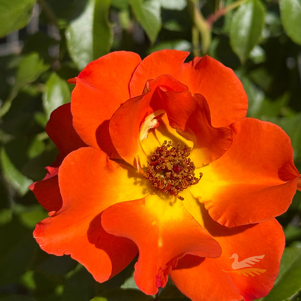 Bush Rose Afrikaans - 20cm Pot