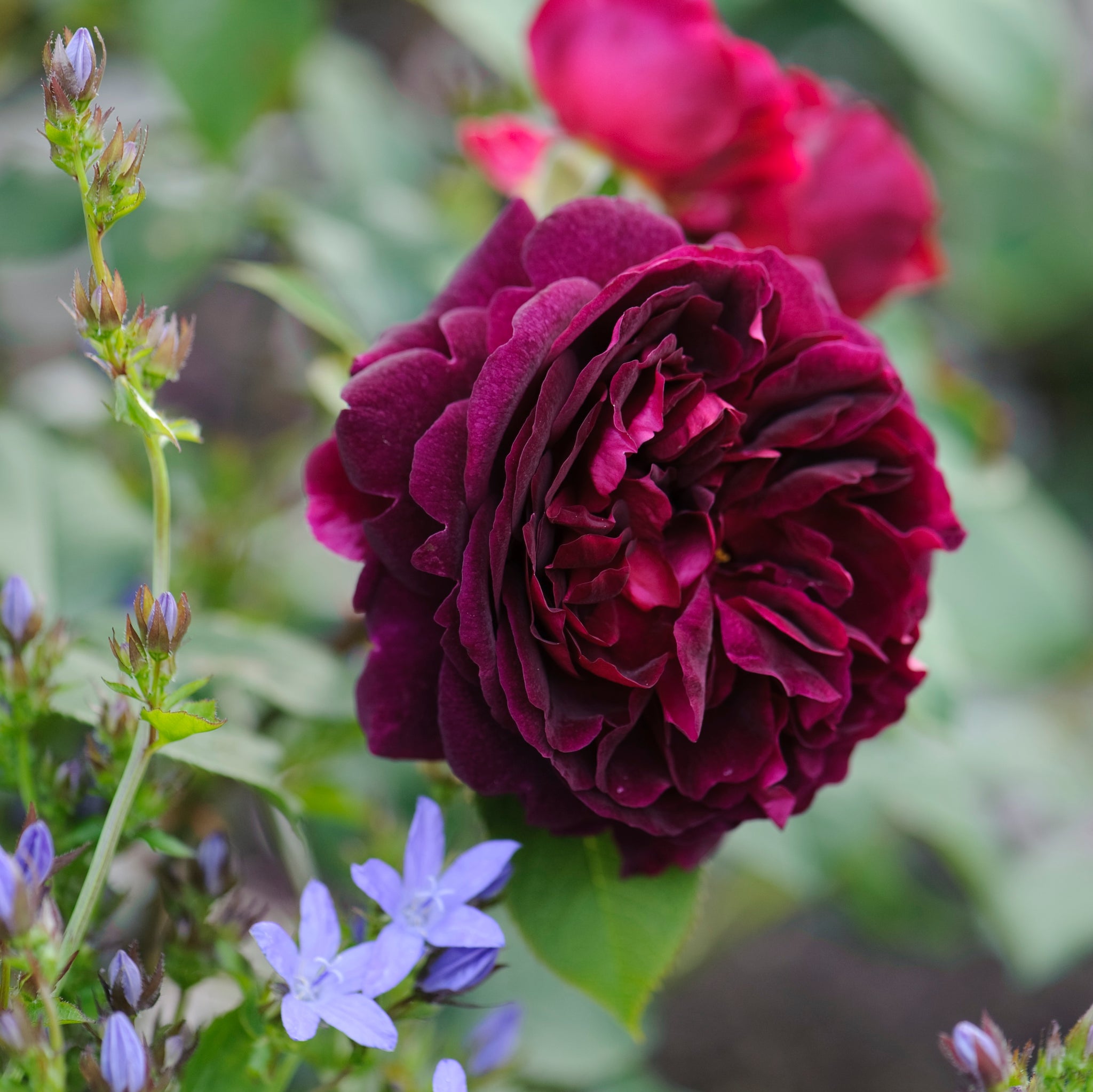 David Austin Bush Rose Munstead Wood - 20cm Pot