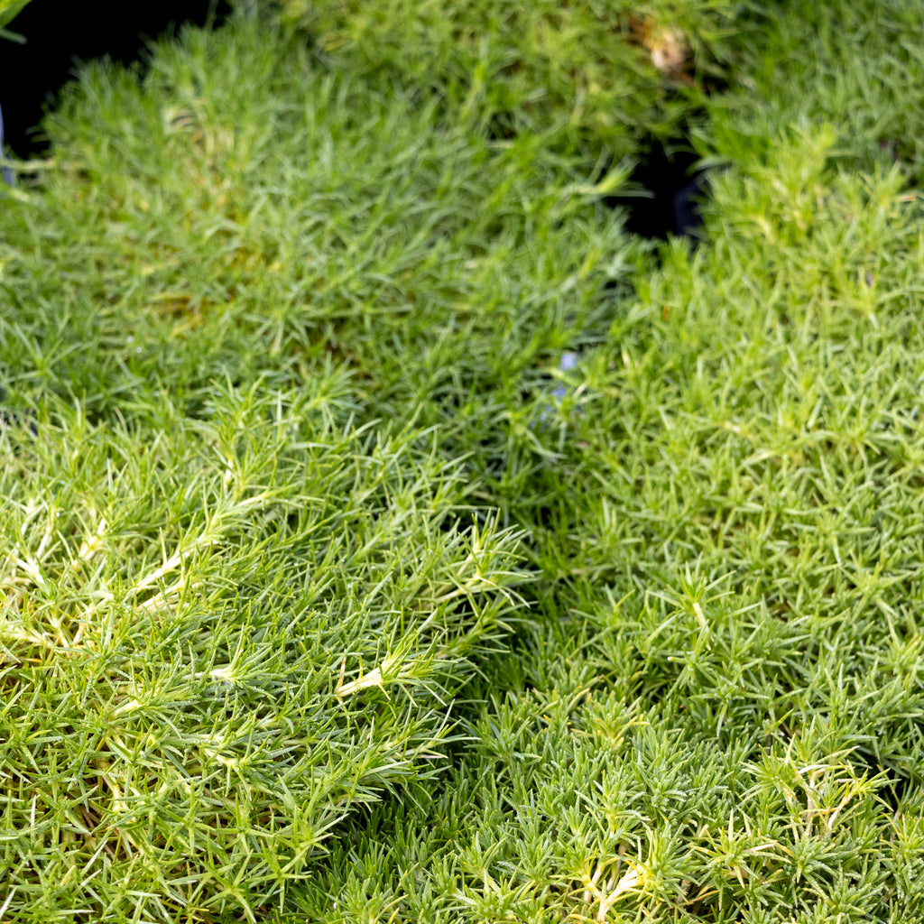 Scleranthus Biflorus Zen Moss - 14cm Pot